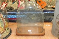 Lot 3787 - Large glass dome on wooden base with turned...