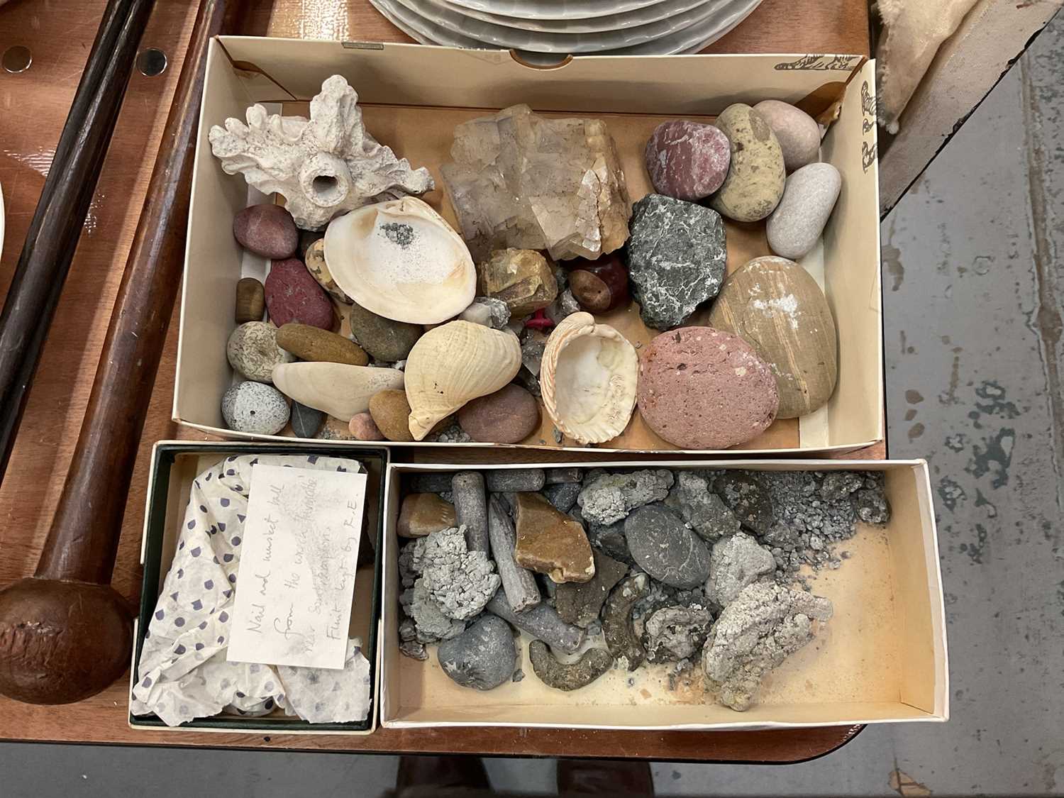 Skeleton And Shell Collection Lot 439 - Small collection of shells and fossils