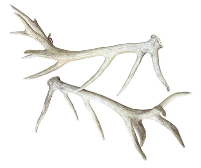 Lot 885 - Large pair of antlers, sixteen points in all, unmounted