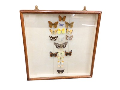 Lot 395 - Framed display of butterflies, 45cm x 45cm