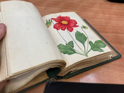 Lot 1425 - Folio of plant related drawings and notes