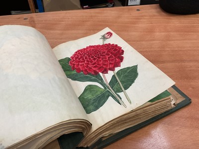 Lot 1425 - Folio of plant related drawings and notes