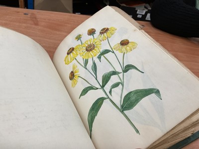 Lot 1425 - Folio of plant related drawings and notes