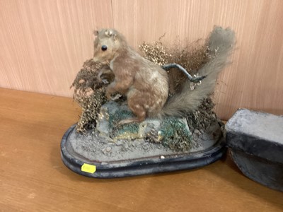 Lot 88 - Cased mandolin together with stuffed red squirrel