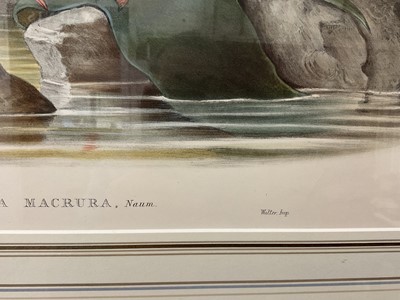 Lot 126 - After Gould and Richter - lithograph- Sterna Macura