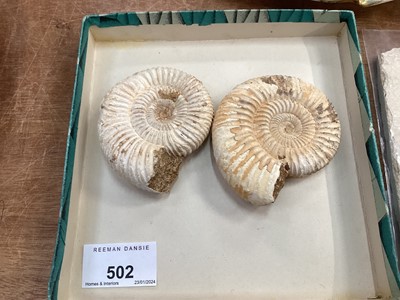 Lot 502 - Two ammonite fossils