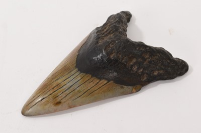 Lot 942 - Good specimen Megaladon tooth