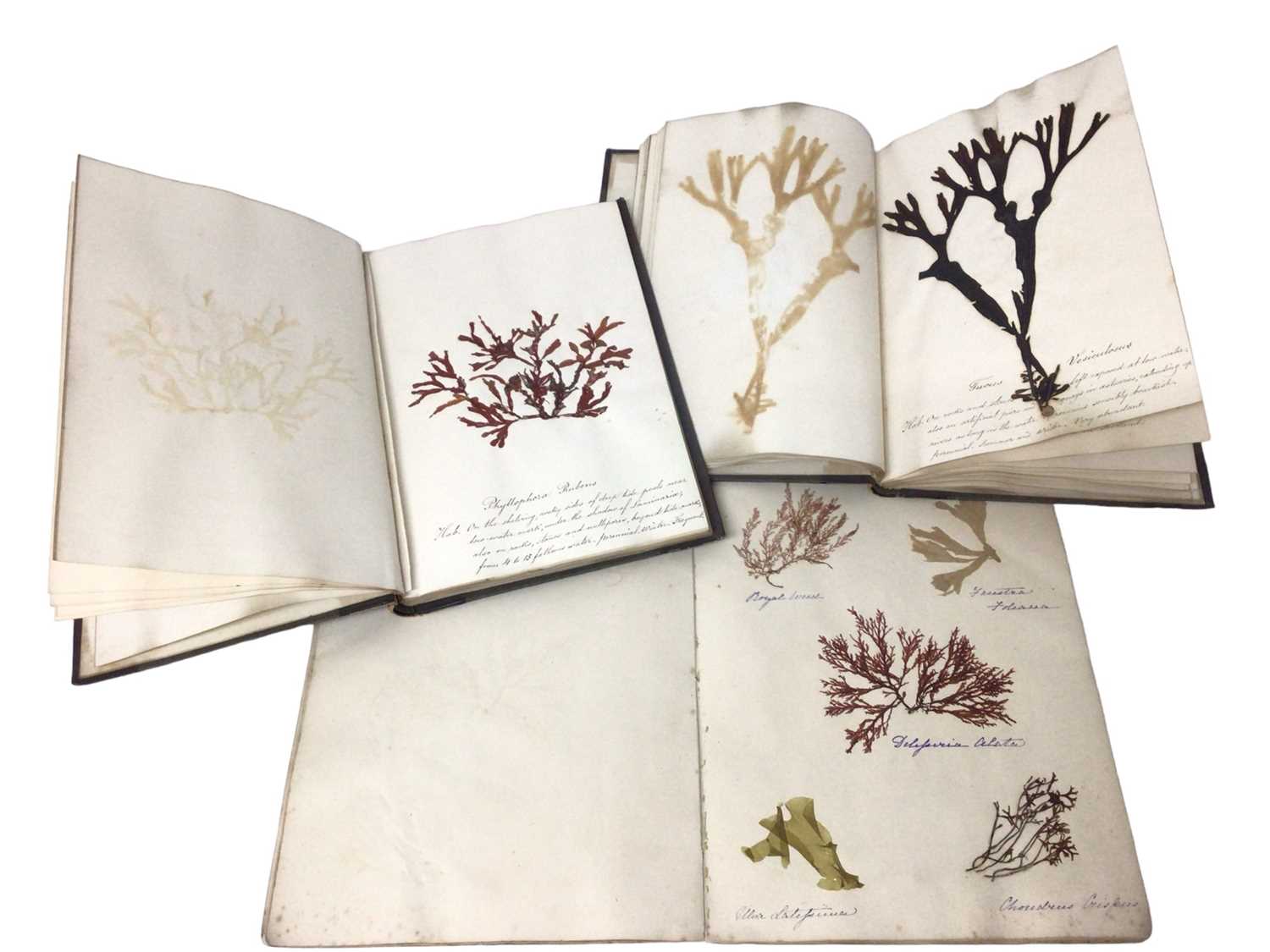 Lot 1706 - Pair of Victorian specimen albums of 'algae', hand inscribed, another titled to binding 'Sea Weeds from the Isle of Wight (3)