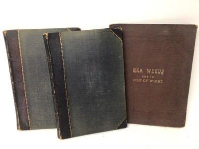 Lot 1706 - Pair of Victorian specimen albums of 'algae', hand inscribed, another titled to binding 'Sea Weeds from the Isle of Wight (3)