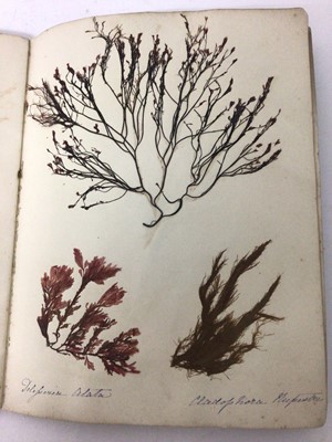 Lot 1706 - Pair of Victorian specimen albums of 'algae', hand inscribed, another titled to binding 'Sea Weeds from the Isle of Wight (3)