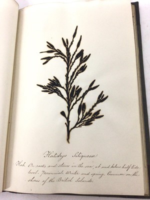 Lot 1706 - Pair of Victorian specimen albums of 'algae', hand inscribed, another titled to binding 'Sea Weeds from the Isle of Wight (3)