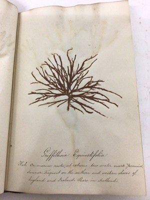 Lot 1706 - Pair of Victorian specimen albums of 'algae', hand inscribed, another titled to binding 'Sea Weeds from the Isle of Wight (3)