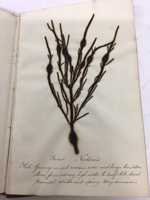 Lot 1706 - Pair of Victorian specimen albums of 'algae', hand inscribed, another titled to binding 'Sea Weeds from the Isle of Wight (3)