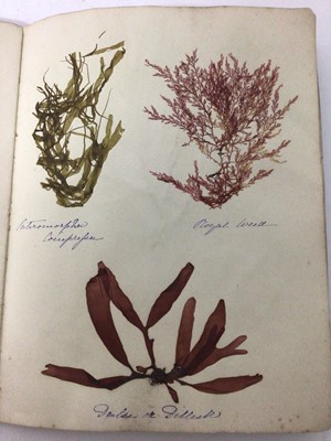 Lot 1706 - Pair of Victorian specimen albums of 'algae', hand inscribed, another titled to binding 'Sea Weeds from the Isle of Wight (3)