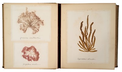 Lot 1707 - Large Victorian specimen album titled British Marine Algae, with titled specimens, 33 x 28cm