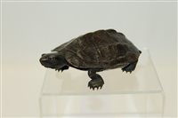 Lot 3532 - Wall mounted 19th century bronze tortoise,...