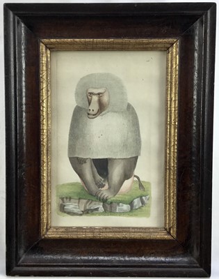 Lot 231 - The Naturalist's Miscellany by George Shaw and Frederick Nodder, pub. Brewer London 1795, copper engraving  - The Grey Baboon, 19cm x 12cm