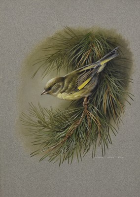 Lot 290 - Terence James Bond (1946-2023) watercolour - Greenfinch on a Branch, signed, 35cm x 25cm, in glazed frame