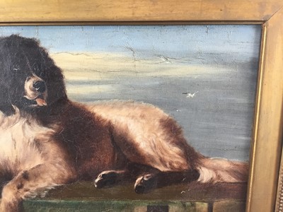 Lot 85 - After Sir Edwin Landseer a 19th century oil on canvas - St. Bernard dog, in original gilt frame. 29 x 39cm.