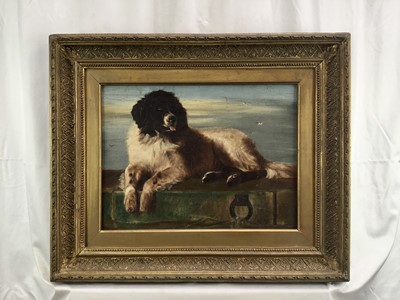 Lot 85 - After Sir Edwin Landseer a 19th century oil on canvas - St. Bernard dog, in original gilt frame. 29 x 39cm.