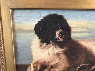 Lot 85 - After Sir Edwin Landseer a 19th century oil on canvas - St. Bernard dog, in original gilt frame. 29 x 39cm.