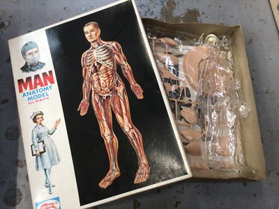 Lot 686 - Vintage 'Man Anatomy model' still boxed and unused