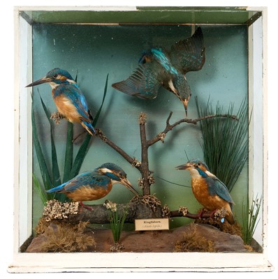 Lot 931 - Early 20th century glazed case containing four Kingfishers perched on a branch, 38cm x 37cm