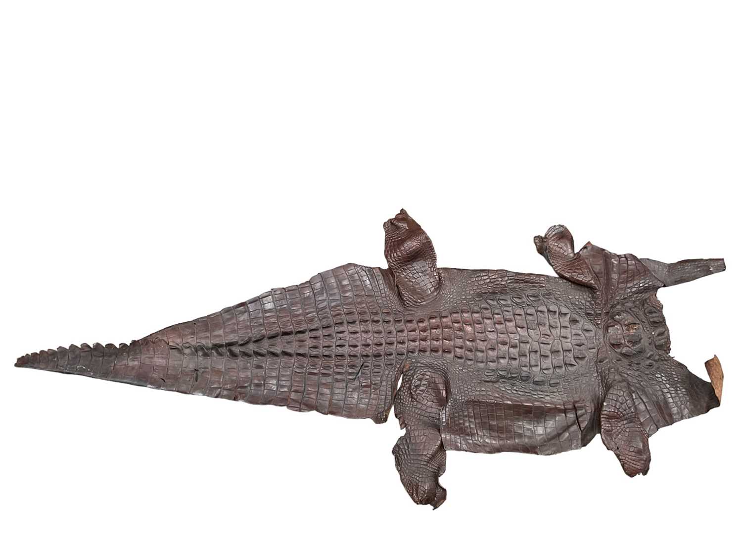 Lot 241 - Crocodile skin