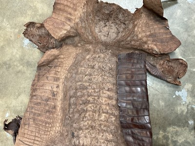 Lot 241 - Crocodile skin