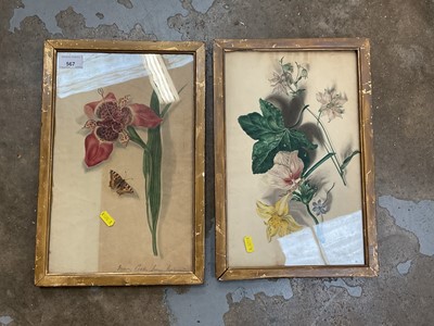 Lot 567 - Good pair of Victorian botanical watercolours, signed