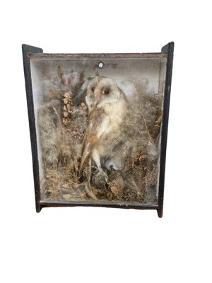 Lot 115 - Taxidermy barn owl in case