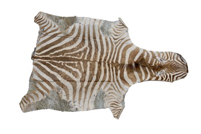 Lot 625 - Antique Zebra skin rug, leopard skin rug and one other, contained in a canvas covered trunk