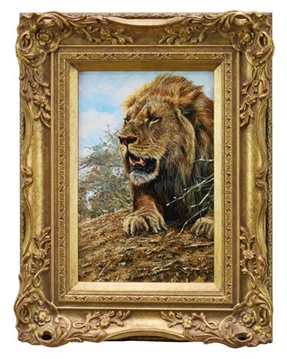 Lot 893 - *Alan M. Hunt (b.1947) oil on board - A Lion, signed, dated '99, further signed verso, 31cm x 20cm, in gilt frame