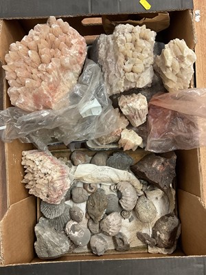 Lot 2433 - Box of fossils and specimens