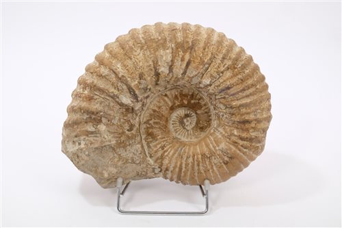 Lot 750 - Large Ammonite specimen, Cretaceous period...