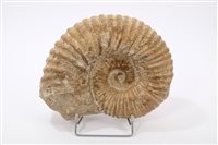 Lot 750 - Large Ammonite specimen, Cretaceous period...