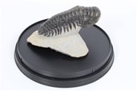 Lot 752 - Crotalocephalus Trilobite, Devonian period,...