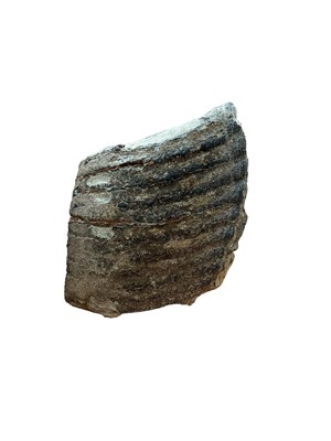 Lot 2549 - Mammoth tooth