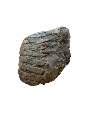 Lot 2548 - Mammoth tooth