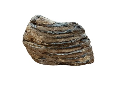 Lot 2547 - Mammoth tooth
