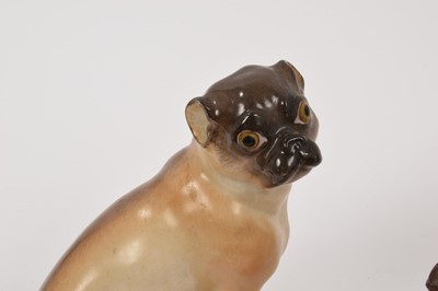 Lot 125 - Meissen pug and two similar pugs