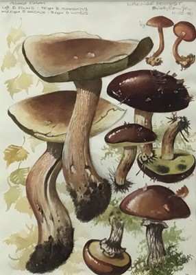 Lot 136 - Dennis Harle (1920-2001) pair of watercolours, studies of Fungi