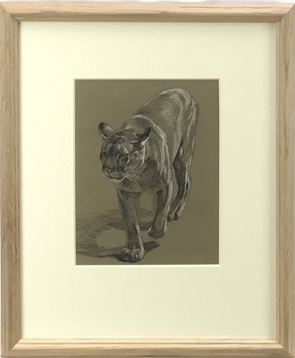 Lot 127 - Raymond Sheppherd (1913-1958) conte pencil with white heightening - Puma