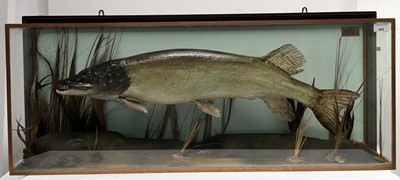 Lot 989 - Glazed case containing a Pike, in naturalistic setting with plaque 'Caught by M. T. Porter, Passingford Mill, River Roding, 12th Jan 1988', case 43cm x 105cm