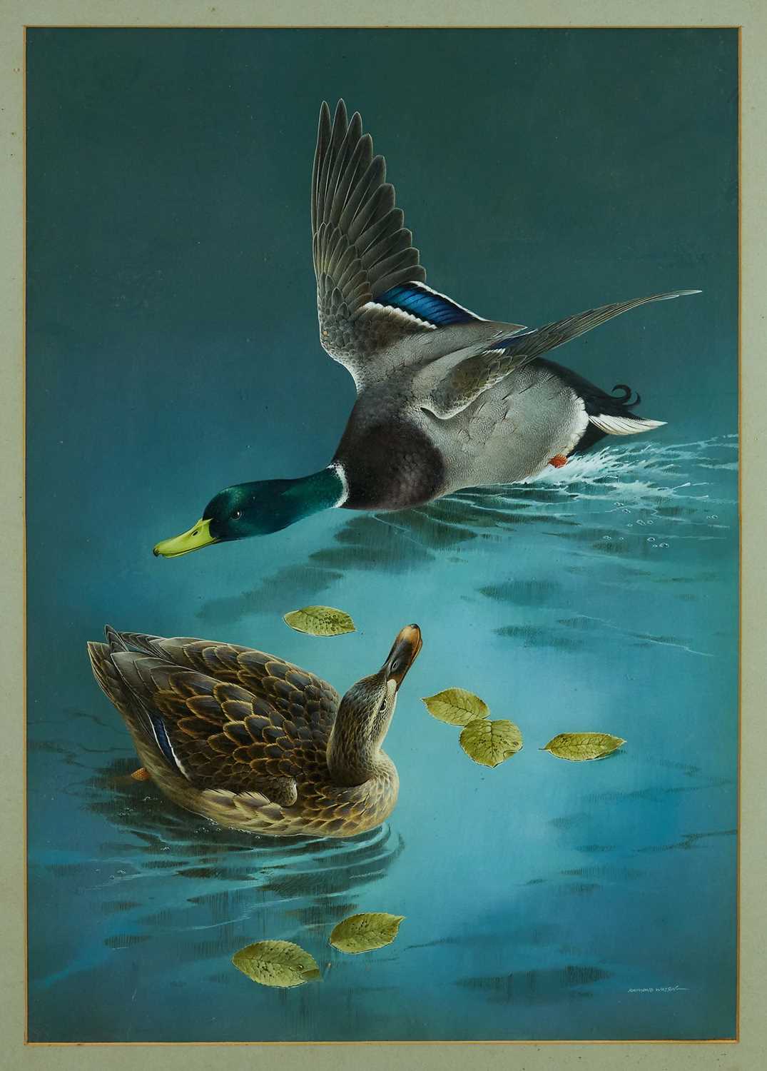 Lot 1338 - *Raymond Watson (b. 1958) watercolour and body colour - Ducks, signed, 73cm x 51cm, in glazed frame