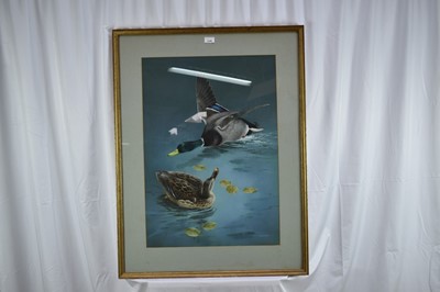 Lot 1338 - *Raymond Watson (b. 1958) watercolour and body colour - Ducks, signed, 73cm x 51cm, in glazed frame