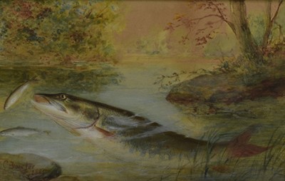 Lot 55 - C. Forster, late 19th century, watercolour - A Pike, signed and dated 1885, 18.5cm x 28.5cm, in glazed frame