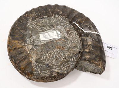 Lot 908 - Fine specimen ammonite