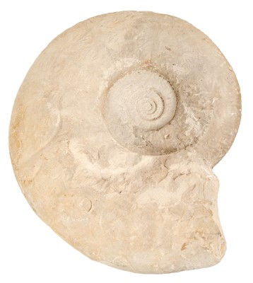 Lot 909 - Very large specimen ammonite, approximately 40cm wide