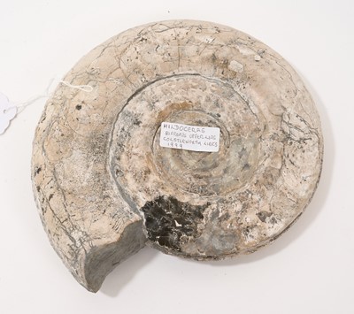 Lot 902 - Large specimen ammonite - Hildoceras